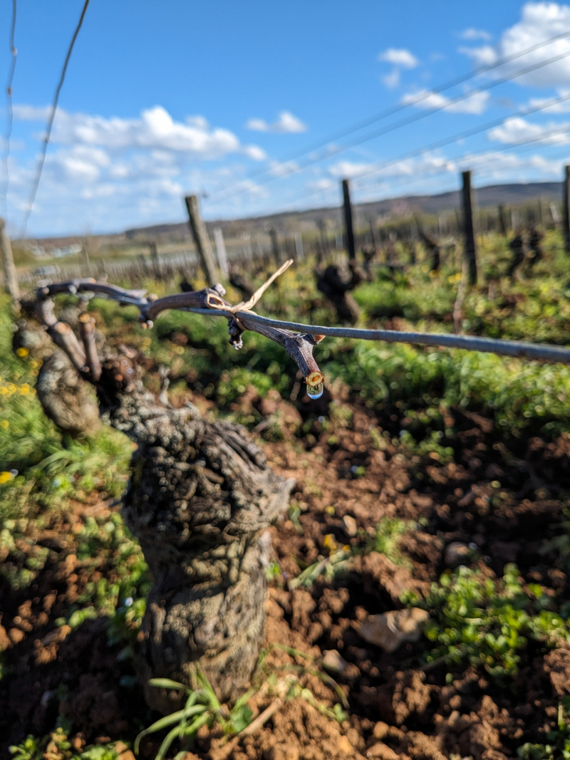 Pas de beau vin, sans beaux raisins