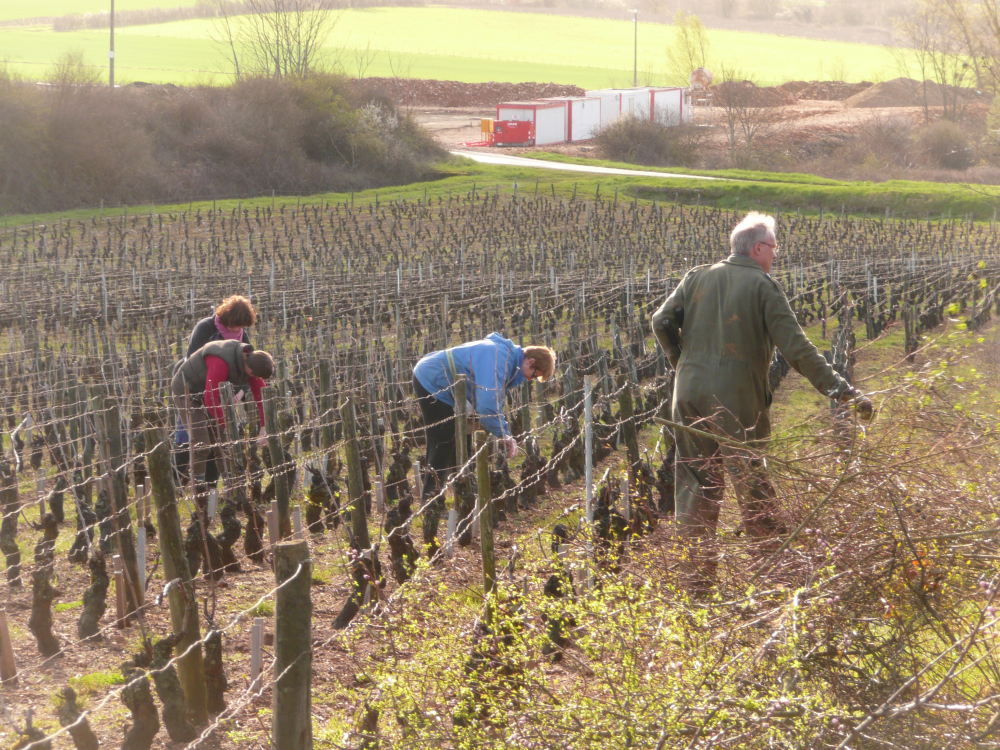 Les vignes du domaine au printemps